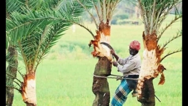 খেজুর রস আহরণে ব্যস্ত গাছিরা