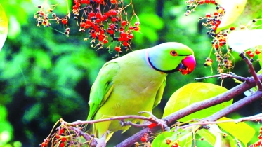 টিয়ার আক্রমণ ঠেকাতে