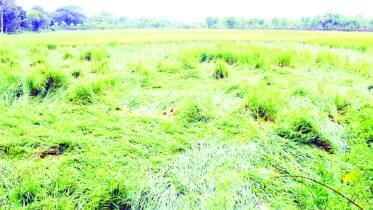 পানির উষ্ণতা বেশি থাকায় অক্টোবর-ডিসেম্বরেও ঘূর্ণিঝড় হচ্ছে