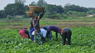 বাম্পার ফলনে অধিক লাভের স্বপ্ন দেখছে কৃষকরা