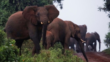 যে কারণে মানুষকে হাতির মাংস খাওয়াবে সরকার