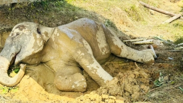 চট্টগ্রামে ট্রেনের ধাক্কায় আহত হাতির মৃত্যু