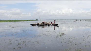 হবিগঞ্জে বন্যায় রোপা ও বোনা আমনে বড় ধাক্কা