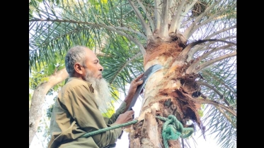 হারিয়ে যাচ্ছে গ্রামীন ঐতিহ্যবাহী খেজুর গাছ ও রস