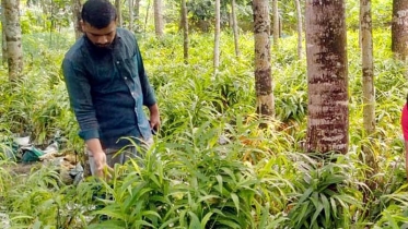 আমদানি নির্ভর কৃষি পণ্য দেশেই উৎপাদন 