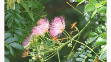 মেঘশিরীষ ফুল একটি সুন্দর এবং মনোরম ফুল