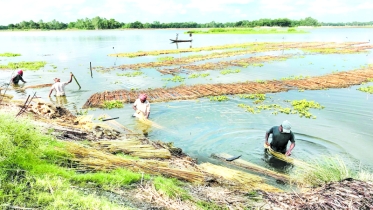 আত্রাইয়ে সোনালি আঁশে কৃষকের মুখে হাসি