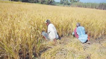 মাগুরায় রোপা আমন ধান কাটা শুরু, ফলন ভালো