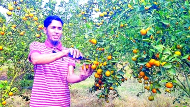 চায়না কমলা চাষে দেলোয়ারের বছরে আয় চার লাখ টাকা