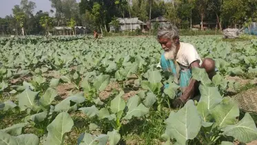 ঘাটাইলে সবজি চাষিরা দেউলিয়ার পথে