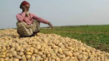 আলু নিয়ে বিপাকে রাজশাহীর কৃষকরা