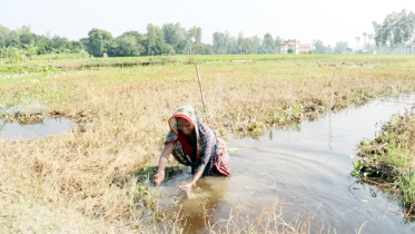 উল্লাপাড়ায় পুকুর খননে জলাবদ্ধতা, অনাবাদি শত বিঘা জমি