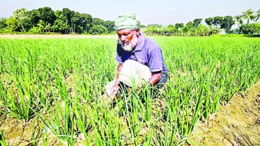 পদ্মার বিস্তীর্ণ চরে স্বপ্ন বুনছেন কৃষক