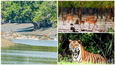 সুন্দরবন: প্রাণ-প্রকৃতির অব্যর্থ রক্ষাকবচ