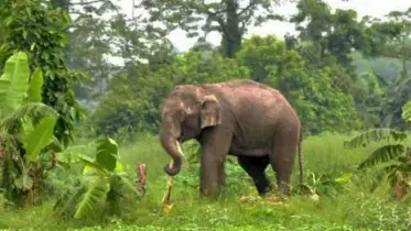 বন্য হাতির পায়ের তলায় চাপা পড়ে কৃষকের মৃত্যু