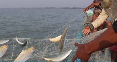 প্রতিদিন হাজার মণ  মা ইলিশ শিকার