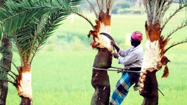 বাঞ্ছারামপুরে খেজুরের রস সংগ্রহে গাছ কাটায় ব্যস্ত গাছিরা