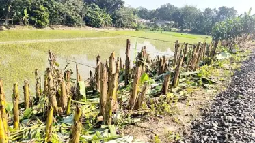 এবার যুবলীগ কর্মীরা কেটে দিল কৃষকের পাঁচ শতাধিক কলাগাছ!