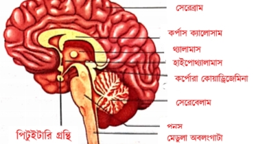 মস্তিস্কের বারোটা বাজায় যে অভ্যাস