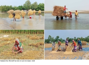 ঘরে ধান তুলতে শুরু করেছে তিস্তার চরবাসী