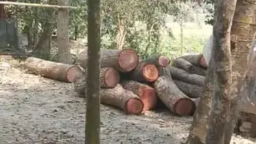 সরকারি গাছ কেটে নিলেন আওয়ামী লীগ নেতা