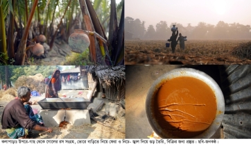 গোল গাছের বাণিজ্যিক চাষ:সুস্বাদু গুড়ের কদরে গোল চাষে ঝুঁকছেন কৃষকরা