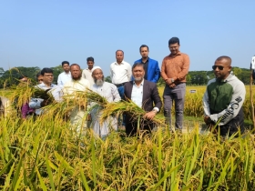 কলাপাড়ায় উচ্চ ফলনশীল জাতের ধানের নিবিড়তা বৃদ্ধিকরণ মাঠ দিবস