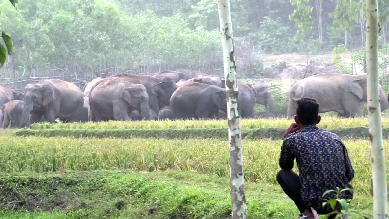 এক যুগে শেরপুরে ৩০ হাতি ও ৩৫ মানুষের মৃত্যু