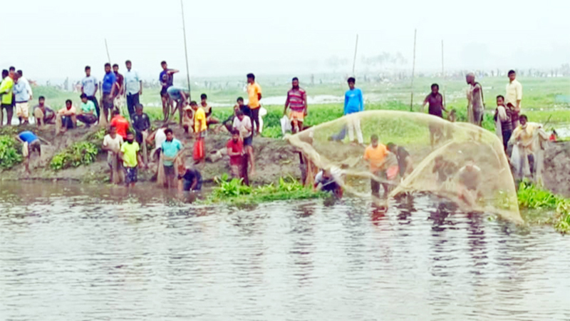 ঠাকুরগাঁওয়ে মাছ ধরা উৎসব