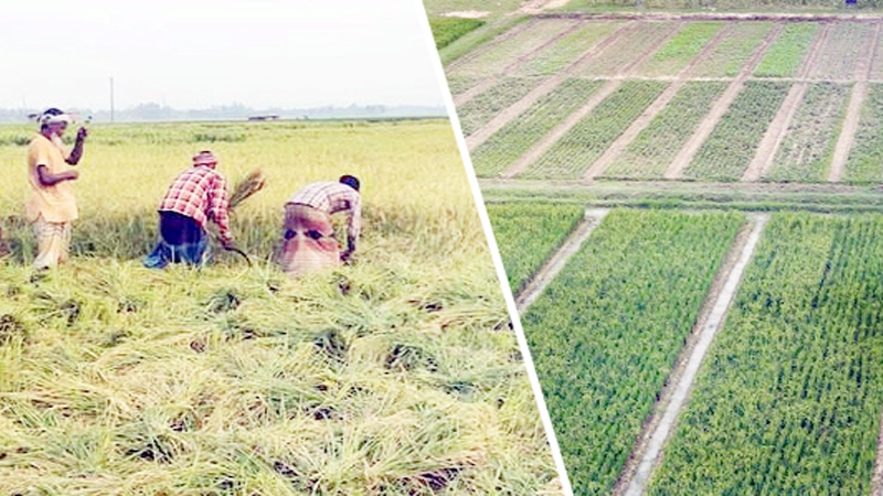 ফসলের নিবিড়তা বাড়াতে করণীয়