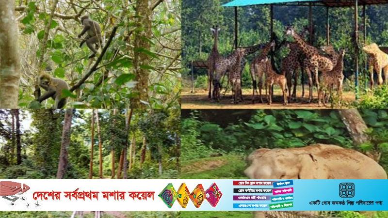 বঙ্গবন্ধু শেখ মুজিব সাফারি পার্ক প্রকল্প বাতিল