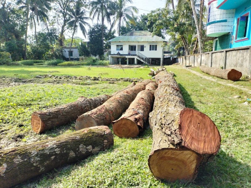 সরকারি গাছ কেটে বিক্রি করলেন প্রভাবশালীরা, বন কর্মকর্তার ভূমিকা প্রশ্নবিদ্ধ