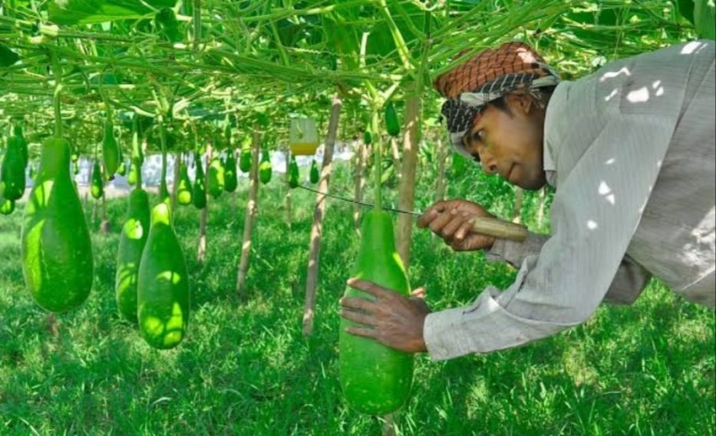 চর কৃষিতে বিশাল সম্ভাবনা, এবার ফলবে প্রায় ১৪ হাজার মে.টন সবজি