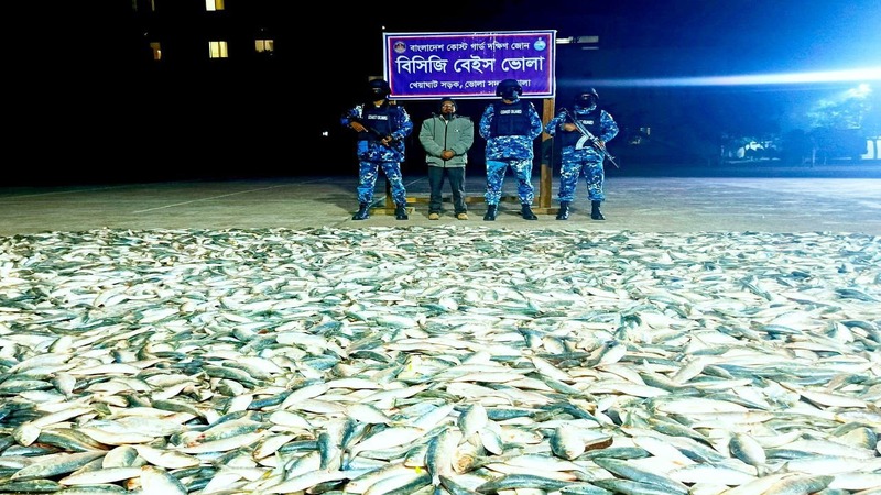 তেঁতুলিয়া নদীতে কোষ্টগার্ডের অভিযানে ৪ শত মণ অবৈধ জাটকা জব্দ 