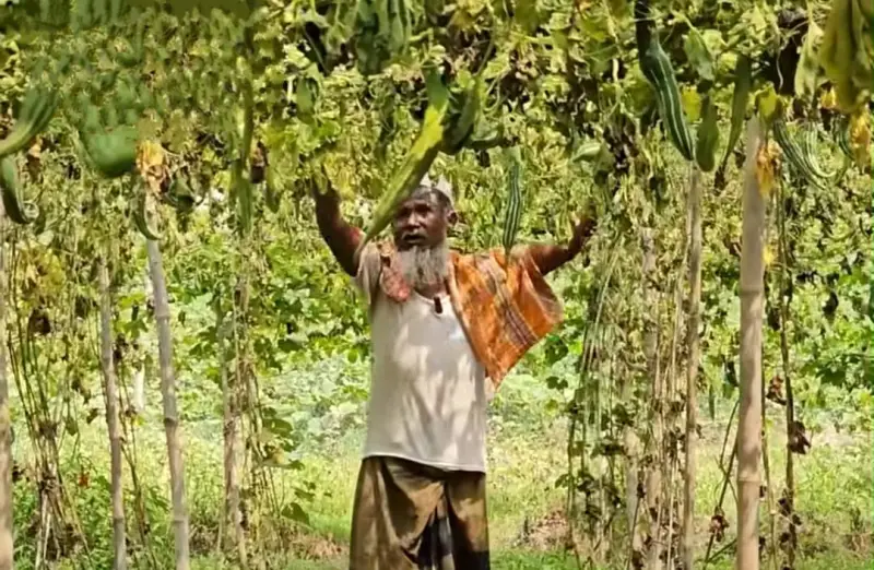 পূর্ব শত্রুতার জেরে রাতের অন্ধকারে উপরে ফেলা হলো কৃষকের ১০ লক্ষ  টাকার ফসল