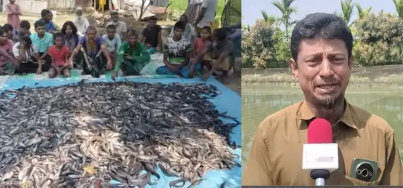 শত্রুর দেওয়া বিষে লাখ টাকার মাছ হারিয়ে সর্বস্বান্ত মাছ চাষী