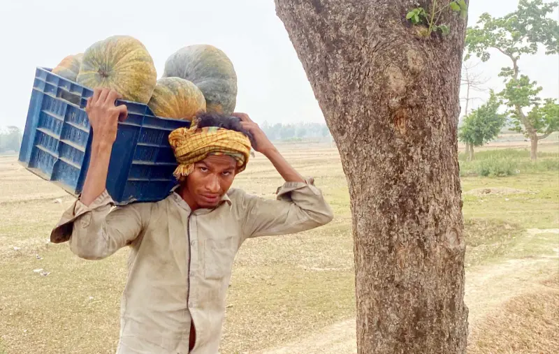 মিষ্টি কুমড়া চাষ করে লোকসান, বাজারে সরবরাহ বেশি থাকায় ন্যায্য দাম থেকে বঞ্চিত কৃষক