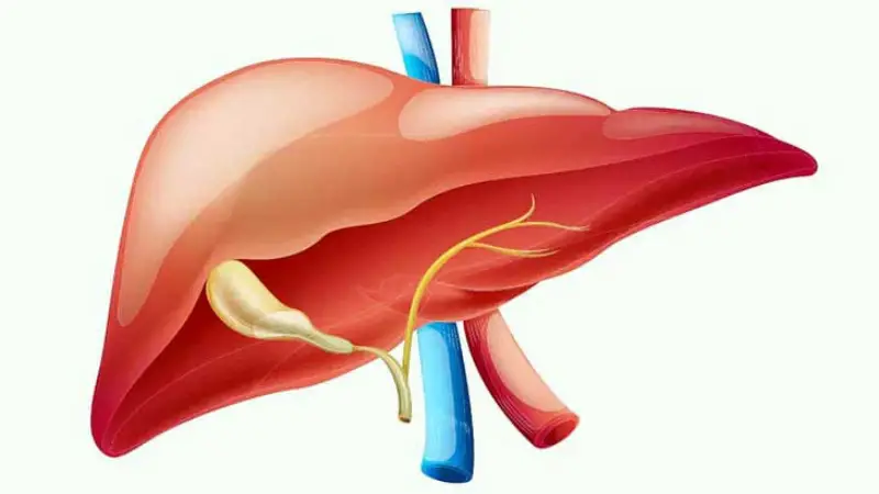 লিভার সুস্থ রাখতে ৮টি খাদ্যাভ্যাস