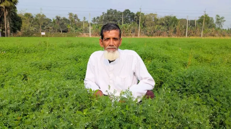 মসুর ডাল চাষে রাজবাড়ীর কৃষকের ভাগ্যবদল