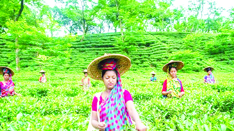 এক বছরে রপ্তানি বেড়েছে ৩৩ শতাংশ