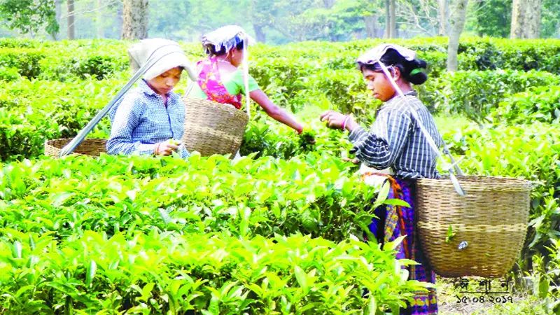 দেশে চা উৎপাদন কমেছে কোটি কেজি