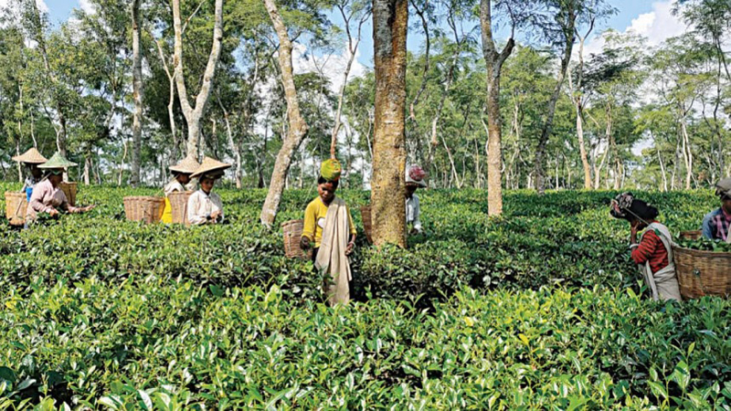 নিলামে বেড়েছে চায়ের দাম