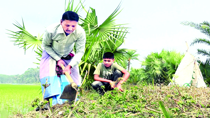 তালবীজ লাগানো তার নেশা, রোপণ করেছেন তিন লাখ