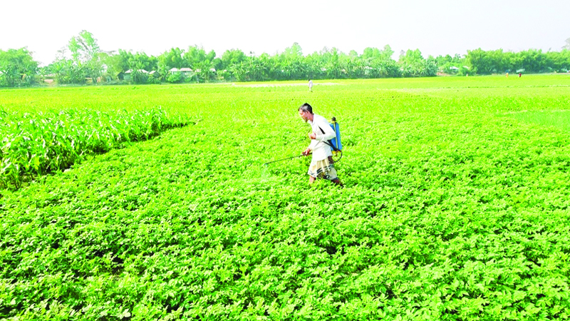 দেড় দশকে বদলে গেছে উত্তরের চাষাবাদ