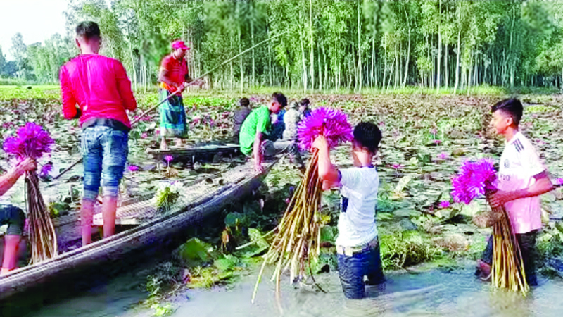 সবুজের পটভূমিতে লাল শাপলা প্রতিদিন পর্যটকের ভিড়