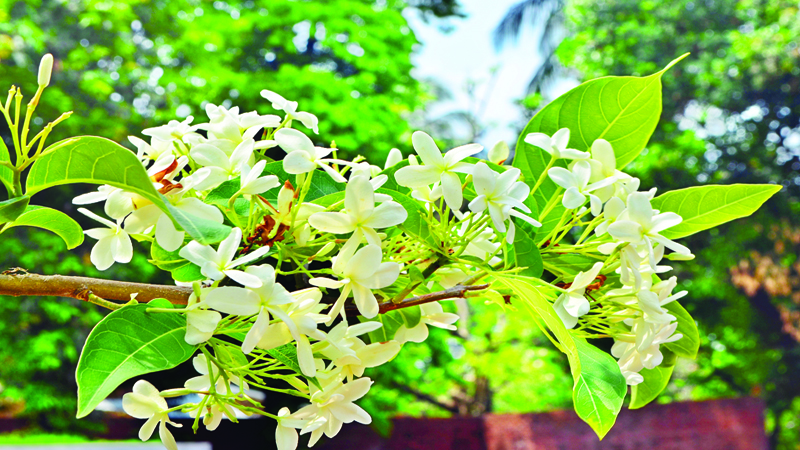 কুরচি, পড়েছ ধরা, তুমিই রবির আদরিণী...