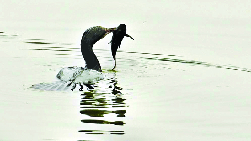 পাখি হয়েও সাঁতরে জলের গভীরে যেতে সক্ষম