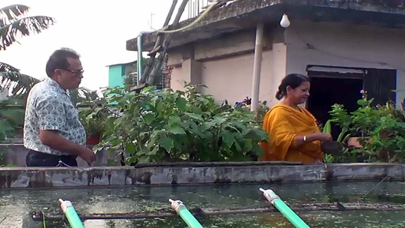 গাছগাছালিতে ভরা ছাদ শহরে গ্রামীণ পরিবেশ