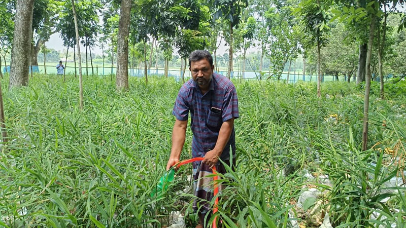 রাণীশংকৈলে পতিত জমিতে ৪৫ হাজার বস্তায় আদা চাষের রেকর্ড