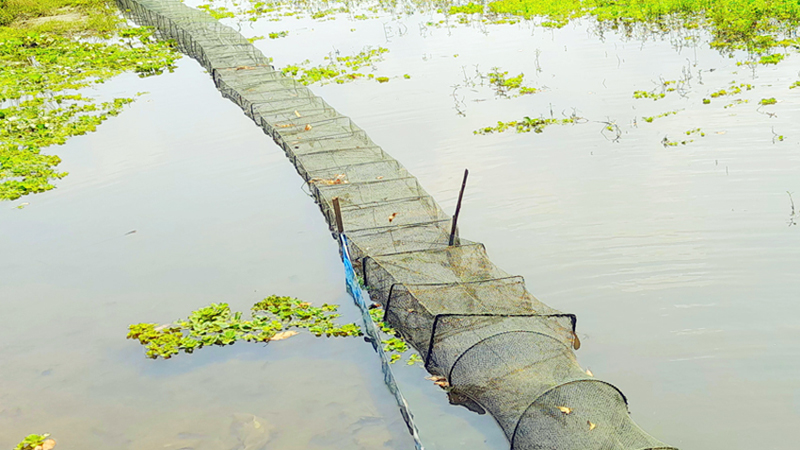 নিষিদ্ধ চায়না জালে মাছ ও জলজ প্রাণী নিধন হুমকিতে জীববৈচিত্র্য